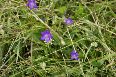Blumen auf der Weide