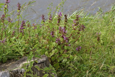 Blumen auf der Weide