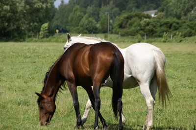 Rose und Scout