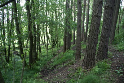 Pferdewald