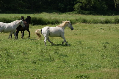 June beim Tollen