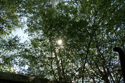Sonnenstrahlen