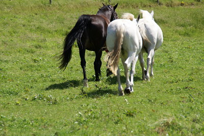 Dreierbande