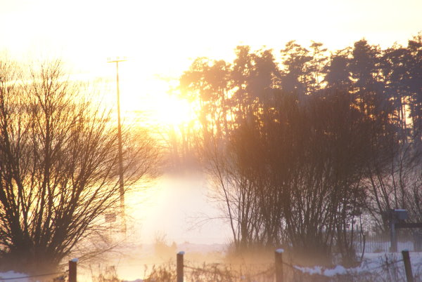 Nebel, goldene Sonne und Stille auf der Weide