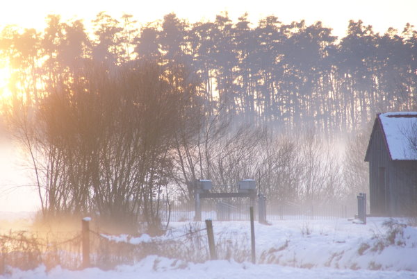 Nebel kriecht durch den Wald, die Sonnenstrahlen brechen sich