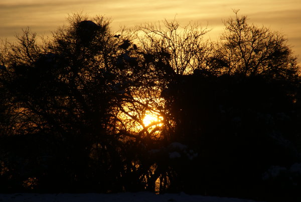 Sonnenstrahlen durch das Dickicht