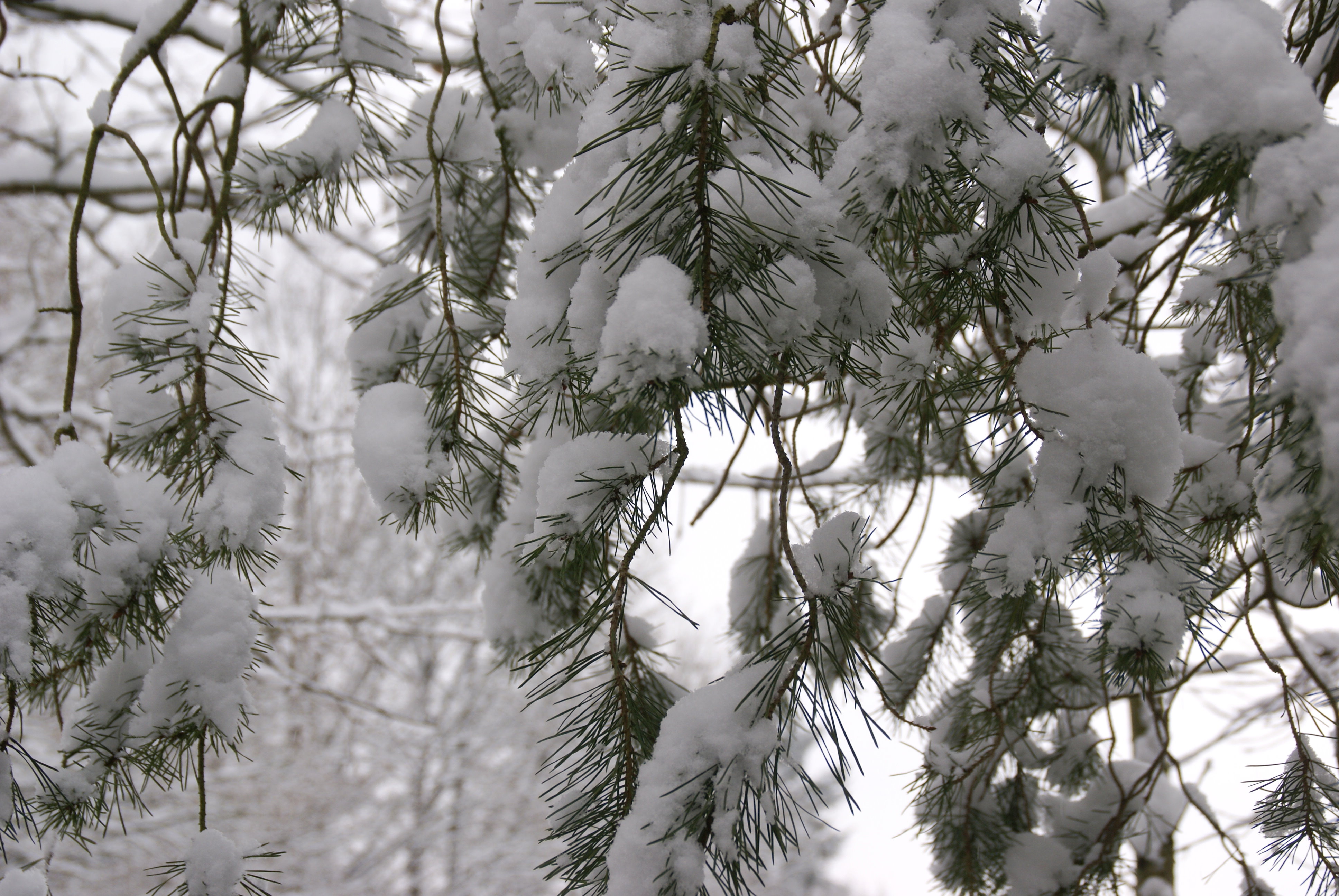 Der erste richtige Schnee im Jahr 2012