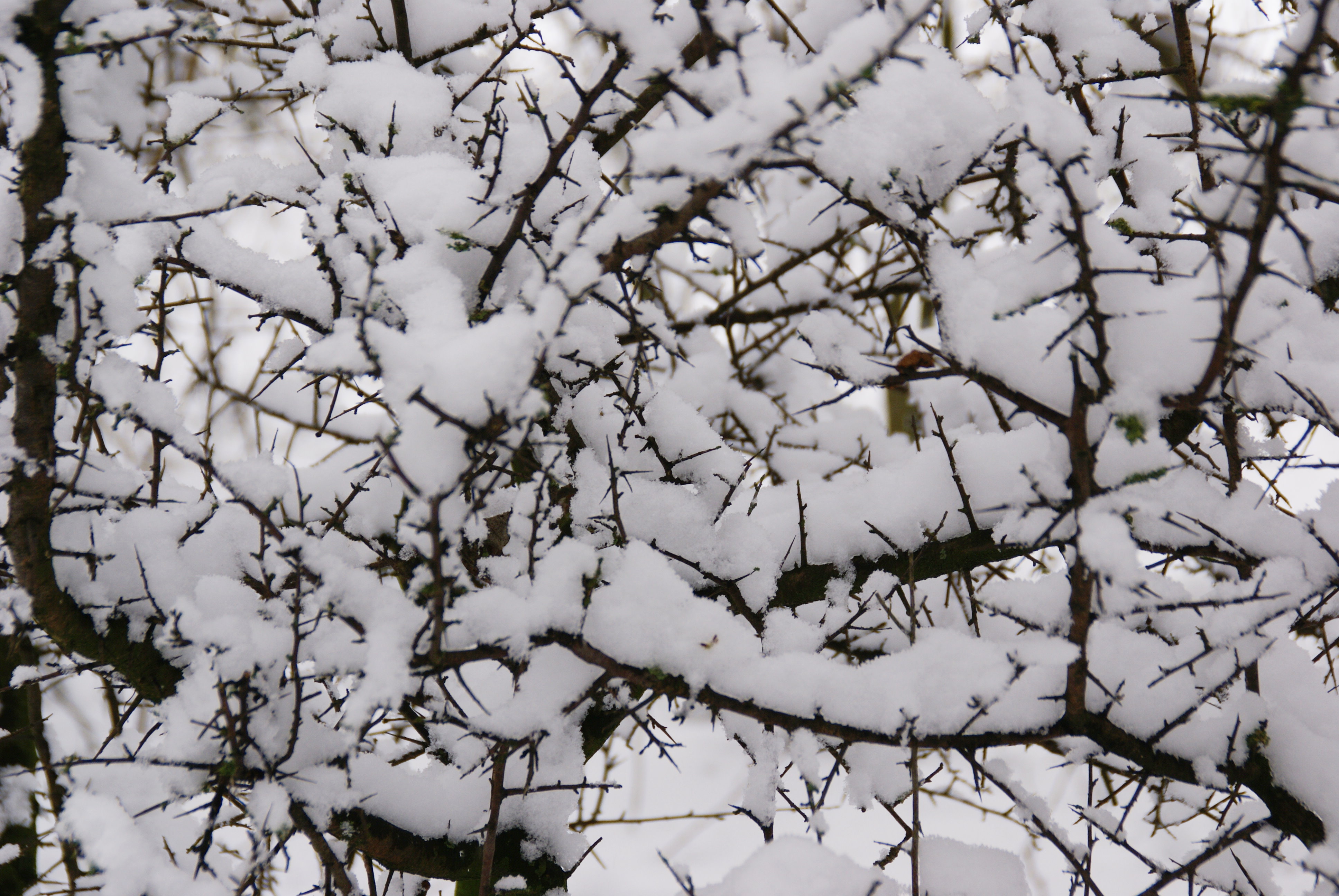 Der Schnee umschmeichelt die dornigen Schlehen