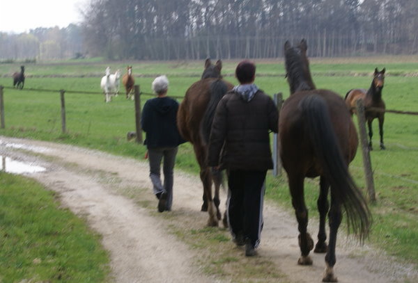 Dandy auf dem Weg zur Sommerweide