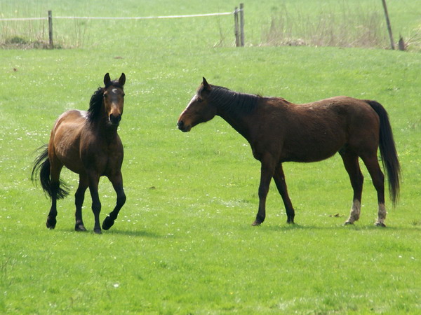 Dandy und Lorenzo